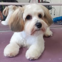 Dog groomed at Holywood Hounds 6