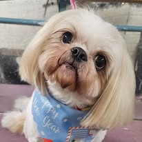 Freshly groomed happy small dog