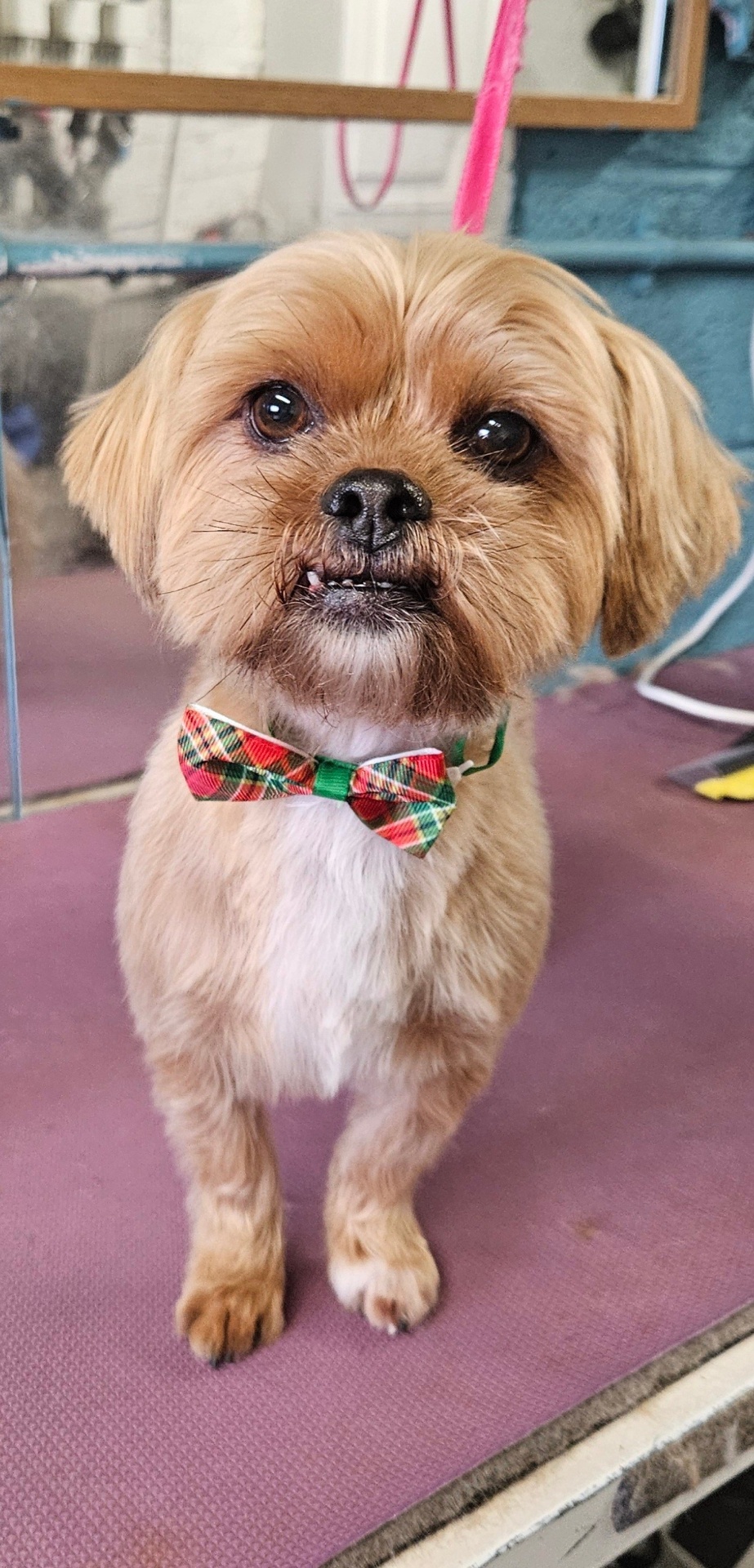 Dog groomed at Holywood Hounds 5