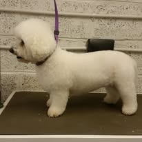 Dog groomed at Holywood Hounds 4
