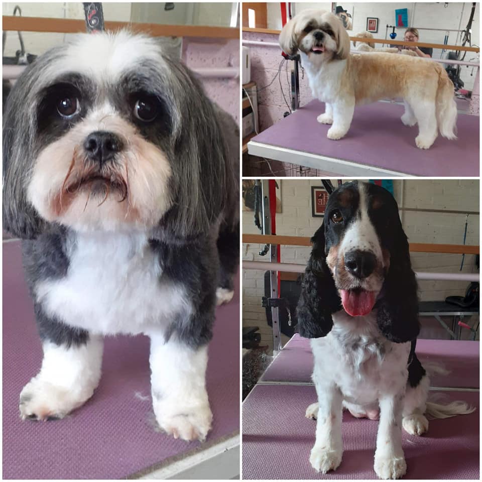 Dog groomed at Holywood Hounds 1